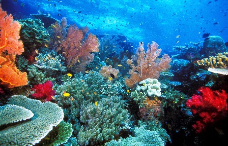 raja ampat