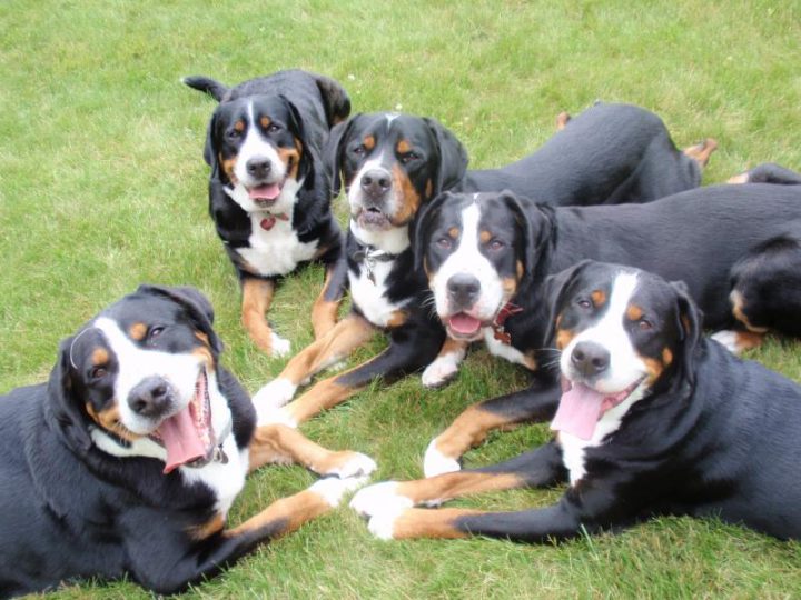 Asuransi Anjing