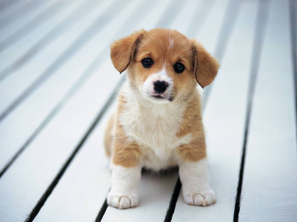Asuransi Anjing