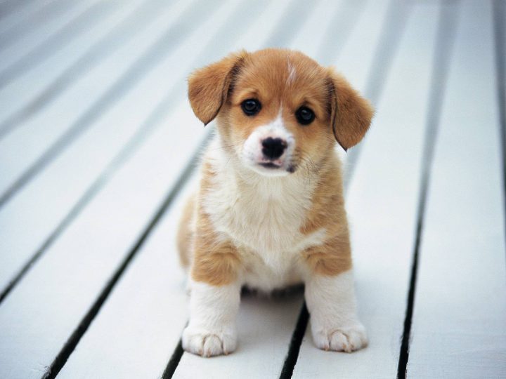 Asuransi Anjing