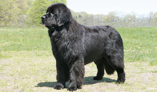Asuransi Anjing