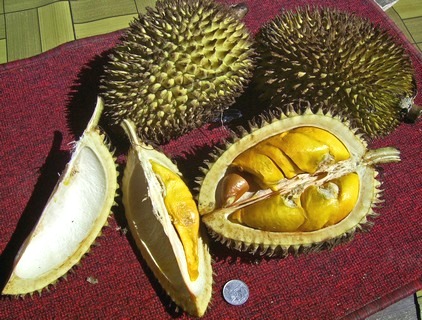 pantang sajikan durian saat imnlek