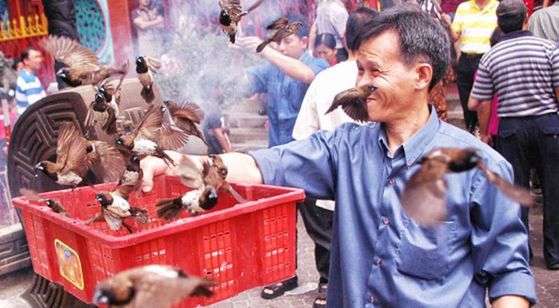 Tradisi Melepaskan Burung Pipit Saat Imlek