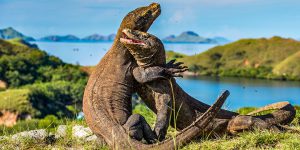pulau komodo