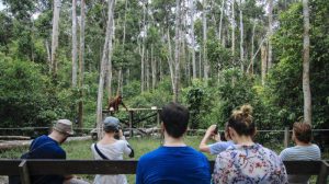 wisata terindah di indonesia tanjung puting