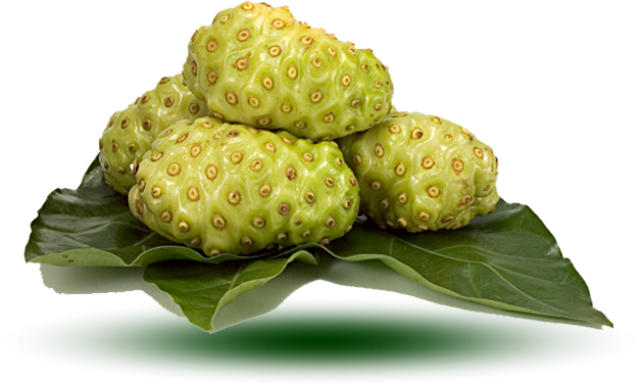 buah mengkudu