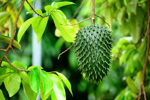 manfaat buah sirsak