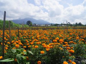 wisata taman bunga Kebun Gumitir