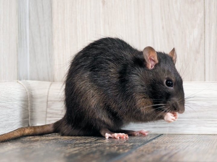 Cara Mengusir Tikus dari Rumah