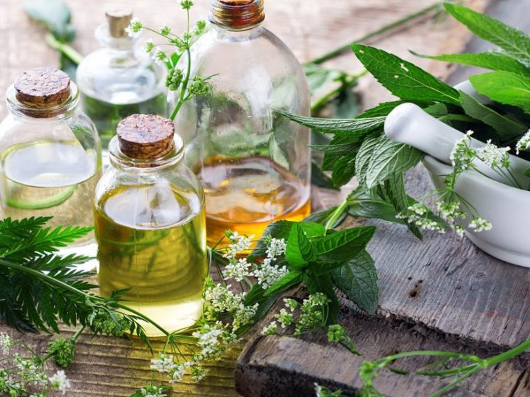 Tanaman Kumis Kucing