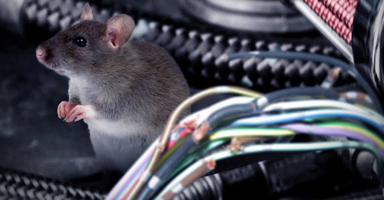 cara mengusir tikus di mobil