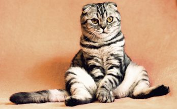 harga vaksin kucing