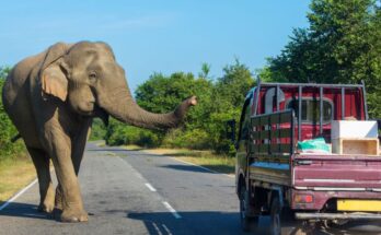Mobil Tertabrak Hewan