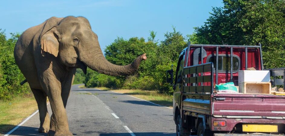 Mobil Tertabrak Hewan